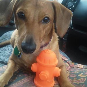 Meet your Posher, Oscar